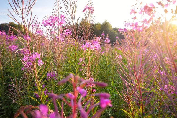 Letní Krajina Růžové Květy Při Západu Slunce Zblízka Teplé Večerní — Stock fotografie