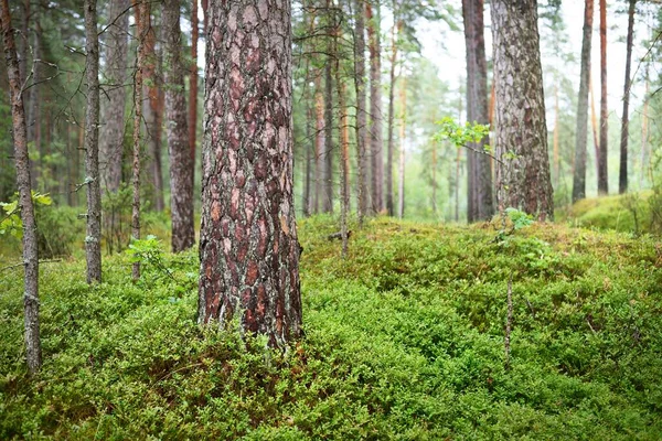 Zomer Landschap Dennenbos Regen Bomen Mos Varens Close — Stockfoto