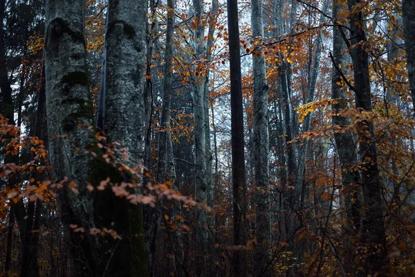 어두운 너저분 너도밤나무와 잎들이 가까이 있습니다 라트비아 — 스톡 사진