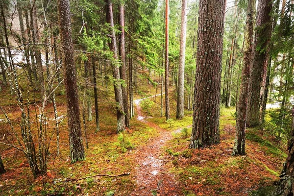 Pfad Durch Geheimnisvollen Immergrünen Wald Kiefern Fichten Tannen Stämme Aus — Stockfoto
