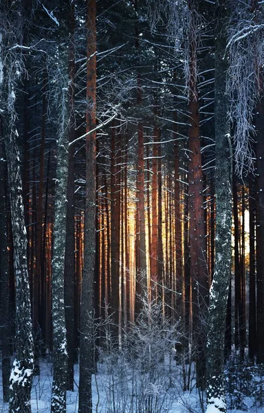 日没時に針葉樹林の松 トウヒ 白樺の木の壁 木の幹を通して輝く黄金の夜の日差し 暗い森のおとぎ話 冬の不思議の国 フィンランド — ストック写真