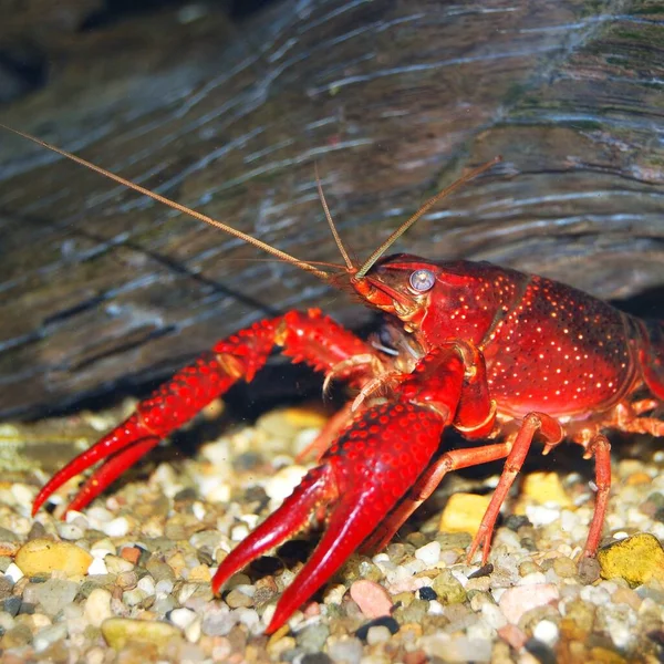 Vörös Louisiana Mocsári Rák Procambarus Clarkii Élelmiszerexport — Stock Fotó