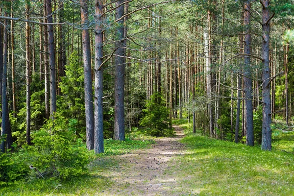 Sendero Través Del Bosque Siempreverde Pinos Primer Plano Luz Del —  Fotos de Stock