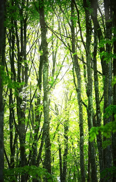 Letni Krajobraz Lasu Zielony Las Bukowy Zbliżenie Drzew Niemcy — Zdjęcie stockowe