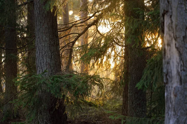 秋の田園風景 暗い森のシーン 夕暮れ時には苔むした松やモミの木 黄金の葉を閉じる 幹から太陽が差し込む 暖かい夜の光 ラトビア — ストック写真