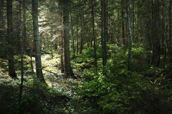 Zielona Letnia Scena Leśna Meczetowe Stare Drzewa Kamienie Paproć Wyspa — Zdjęcie stockowe