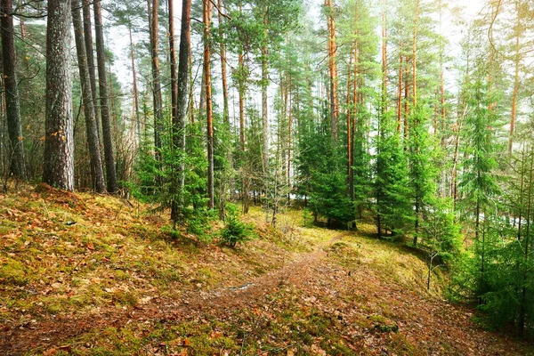 Pathway Mysterious Mixed Coniferous Forest Evergreen Pine Spruce Fir Trees — Stock Photo, Image