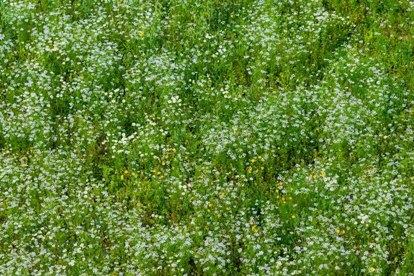 Flygfoto Det Blommande Kamomillfältet Grönt Gräs Blommönster Setomaa Estland — Stockfoto