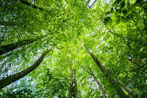 Summer forest landscape. Green beech forest, trees closeup. Germany