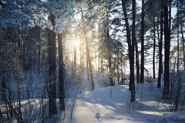 冬の森の風景 雪に覆われた松の木 丘や歩道 背景には氷結した川 太陽光線と純粋な夜の光 ラトビア — ストック写真
