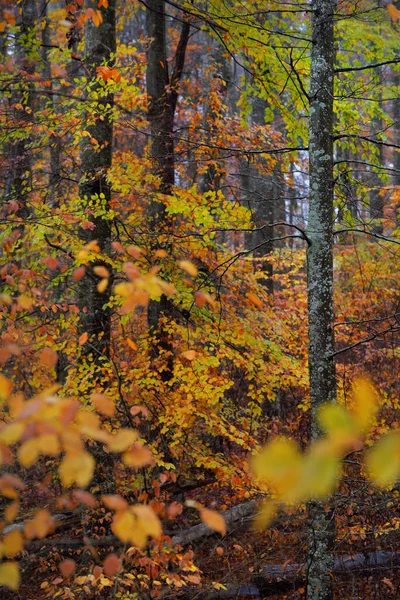 Rainy Day Beech Forest Mossy Tree Trunks Colorful Leaves Close — Stock Photo, Image