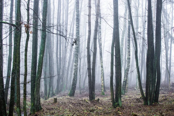 Paysage Forestier Brouillard Matinal Par Une Journée Nuageuse Hiver Lettonie — Photo