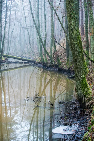 Paesaggio Della Foresta Oscura Fiume Alberi Nella Nebbia Una Giornata — Foto Stock