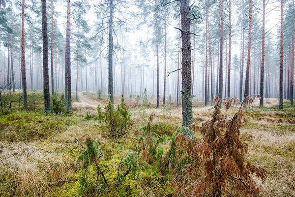 Het Boslandschap Ochtendmist Door Pijnbomen Een Bewolkte Winterdag Letland — Stockfoto