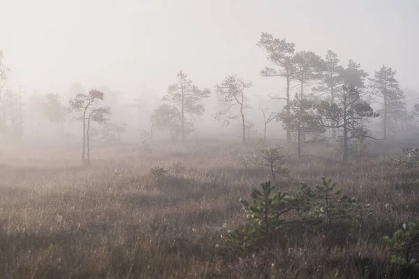 Een Moeras Bij Zonsopgang Jonge Dennenbomen Van Dichtbij Mist Heldere — Stockfoto