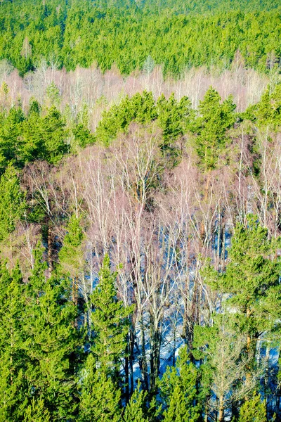 Vista Aérea Gran Bosque Abedules Día Claro Invierno Letonia —  Fotos de Stock