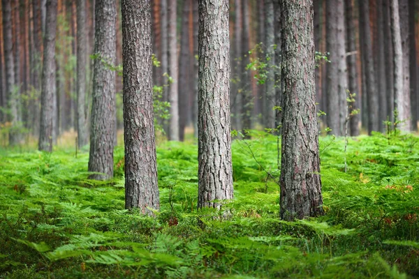 Dark Forest Scene Fern Leaves Close Finland — Stock Photo, Image