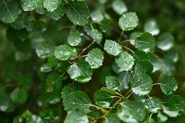 Las Deszczu Zielone Liście Rosa Bliska Łotwa — Zdjęcie stockowe