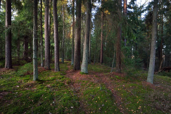 秋の田園風景 暗い森のシーン 夕暮れ時には苔むした松やモミの木 黄金の葉を閉じる 幹から太陽が差し込む 暖かい夜の光 ラトビア — ストック写真