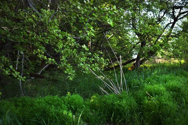 Bosque Verde Verano Árboles Viejos Musgosos Piedras Helechos Isla Ruhnu — Foto de Stock
