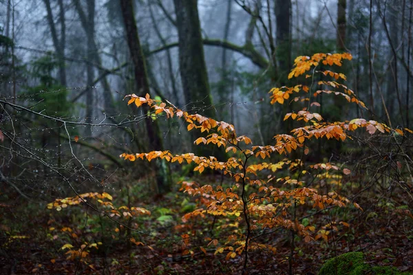 Nevoeiro Manhã Cena Floresta Escura Mossy Faia Árvores Folhas Coloridas — Fotografia de Stock