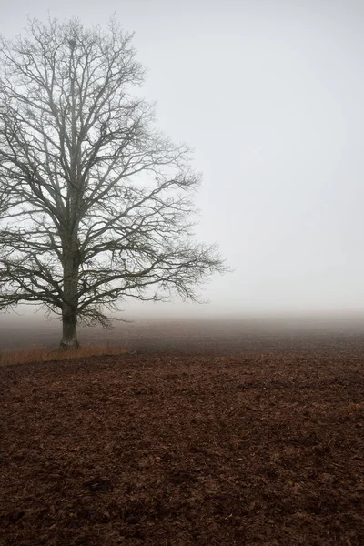 Country Landscape Empty Agricultural Field Strong Morning Fog Old Oak — Stock Photo, Image
