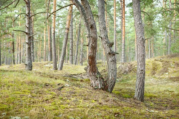 Paysage Estival Forêt Pins Après Pluie Arbres Mousses Fougères Gros — Photo