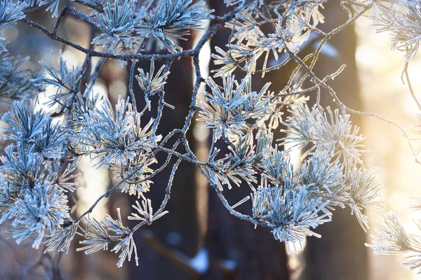 Bosque Invierno Atardecer Árboles Cubiertos Nieve Hermosa Luz Noche Ramas —  Fotos de Stock