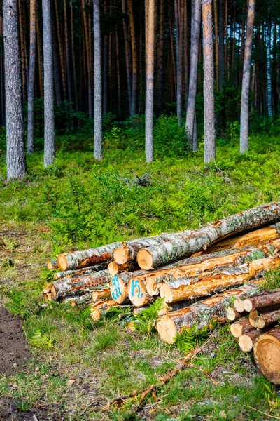 Дрова Сосновом Лесу Крупным Планом Латвия — стоковое фото