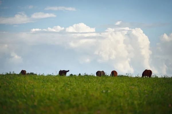 拉脱维亚 一个晴朗的夏日 马儿在绿色的草地上吃草 — 图库照片
