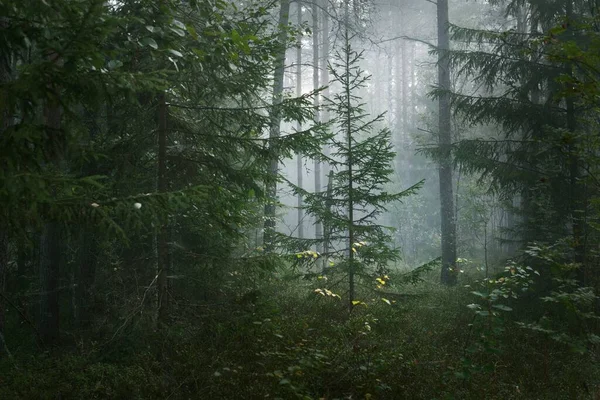 Pino Abeti Una Nebbia Mattutina Scena Della Foresta Oscura Kemeri — Foto Stock