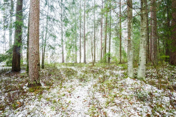 Winterlandschap Witte Mist Het Besneeuwde Bos Dennenbomen Puur Ochtendlicht Zweden — Stockfoto