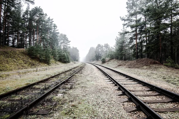 Misty Railroad Avond Dennenbomen Achtergrond Letland — Stockfoto