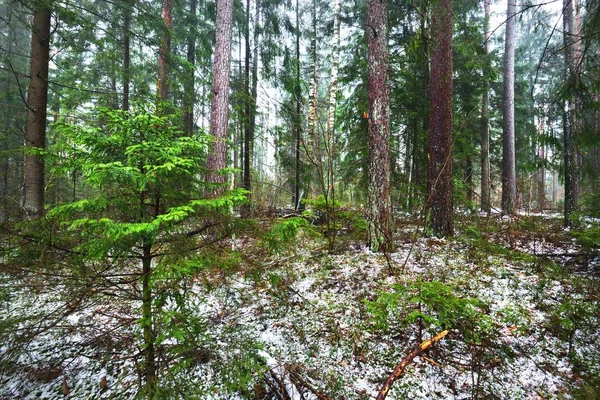 Caminho Através Floresta Perene Misteriosa Coberta Neve Pinheiro Abeto Abeto — Fotografia de Stock