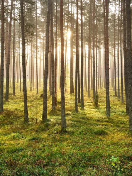 Pine Forest Sunset Golden Evening Light Tree Trunks Idyllic Landscape — Stock Photo, Image