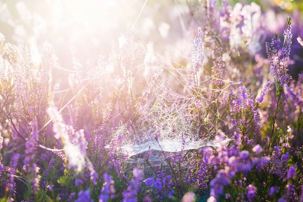 Lesní Dno Kvetoucích Vřesovišť Ranním Oparu Pavoučí Hedvábí Kapky Rosy — Stock fotografie