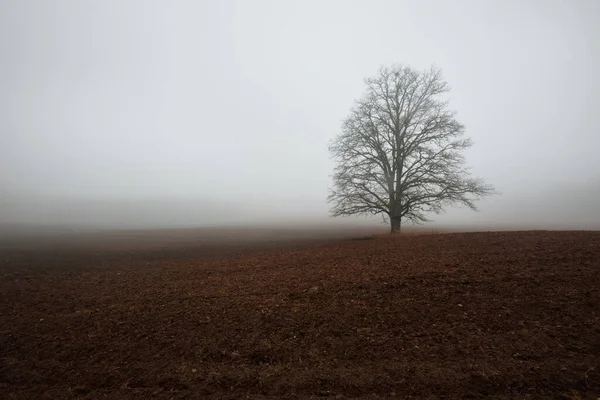 田舎の風景 強い朝の霧の中で空の農業分野 古いオークの木は密接に葉します ポーランド — ストック写真