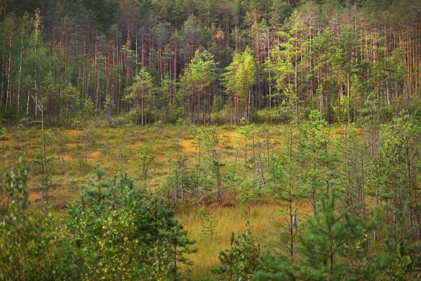 Young Spruce Pine Trees Close Evergreen Coniferous Forest Background Latvia — Stock Photo, Image