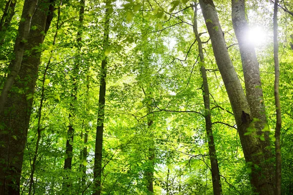 Paisagem Florestal Verão Floresta Faia Verde Árvores Fechadas Alemanha — Fotografia de Stock