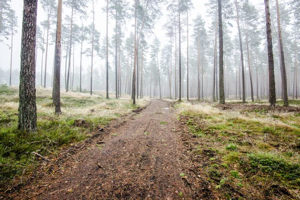 Paesaggio Forestale Mattina Nebbia Tra Pini Una Giornata Invernale Nuvolosa — Foto Stock