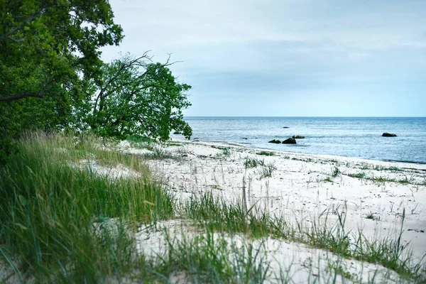 Utsikt Över Östersjöns Strand Mulen Sommardag Grönt Gräs Träd Och — Stockfoto