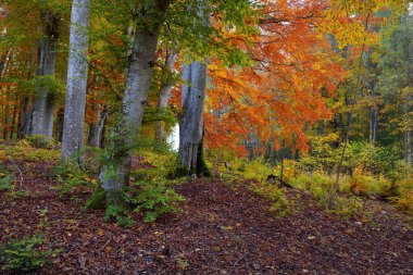 Karanlık gizemli kayın ormanının resim gibi manzarası. Güçlü ağaçlar, sarı, kırmızı, turuncu yapraklar. Atmosferik sonbahar manzarası. Mevsimler, sonbahar mevsimi, ekoloji, saf doğa, eko-turizm. Almanya