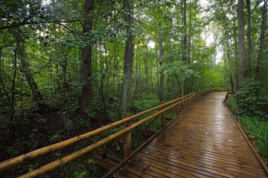 Kamu parkındaki yeşil yaprak döken ağaçların arasından geçen modern ahşap dolambaçlı patika. Danimarka 'da çevre koruma. Yağmur ormanları, eko turizm, eğlence, bisiklet, İskandinav yürüyüş temaları