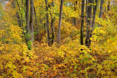 Akçaağacın, huş ağacının ve renkli yeşil, sarı, kırmızı, turuncu yapraklı diğer yaprak döken ağaçların yakın çekimi. Gauja Nehri Vadisi, Sigulda, Letonya 'daki ulusal park. Sonbahar renkleri, sonbahar mevsimi, mevsimler