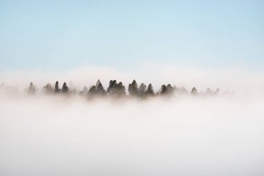 Gauja nehri vadisi ve çam ormanı güneş doğarken gizemli sabah sisi bulutları, yakın çekimde köknar ağaçları. Sigulda, Letonya. Nefes kesici panoramik hava manzarası. Saf doğa, çevre, eko turizm