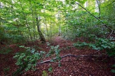 Koyu yeşil kayın ağaçları, antik ağaç gövdeleri, renkli kuru yapraklardan oluşan orman tabanı. Sonbaharın başında. Güneş ışığı. Atmosferik manzara. Saf doğa, ekoloji, çevre koruma, eko turizm
