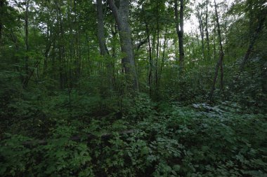 Bulutlu bir yaz gününde gizemli yaprak döken orman. Eski yosunlu ağaç gövdeleri yakın planda, ağaç siluetleri arka planda. Karanlık manzara. Ekolojik ekosistemler, çevresel koruma, eko turizm