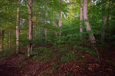Gün batımında koyu yeşil kayın ağaçları, yakın plan antik ağaç gövdeleri, renkli kuru yapraklardan oluşan orman tabanı. Sonbaharın başında. Atmosferik manzara. Saf doğa, ekoloji, çevre koruma, eko turizm
