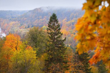 Akçaağacın, huş ağacının ve renkli yeşil, sarı, kırmızı, turuncu yapraklı diğer yaprak döken ağaçların yakın çekimi. Gauja Nehri Vadisi, Sigulda, Letonya 'daki ulusal park. Sonbahar renkleri, sonbahar mevsimi, mevsimler