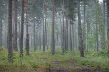 Bir sis içinde yüksek antik çam ağaçları arasında toprak bir yol (patika). Karanlık ve yemyeşil ormanda yağmurlu bir gün. Letonya 'da yaz başında. Atmosferik manzara
